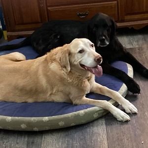 Meet your Posher, Fran